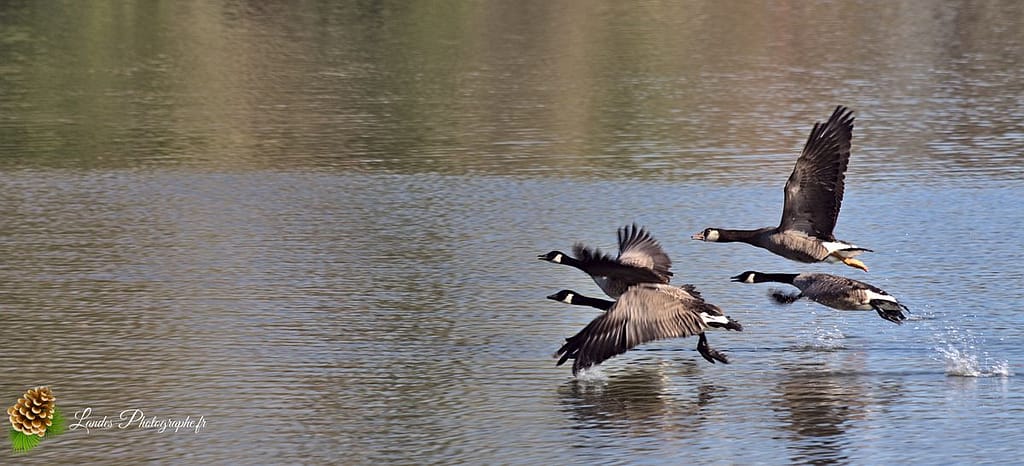 🦢 Plumes et Palmes : Voyage au Cœur de la Famille des Palmipèdes oie bernache