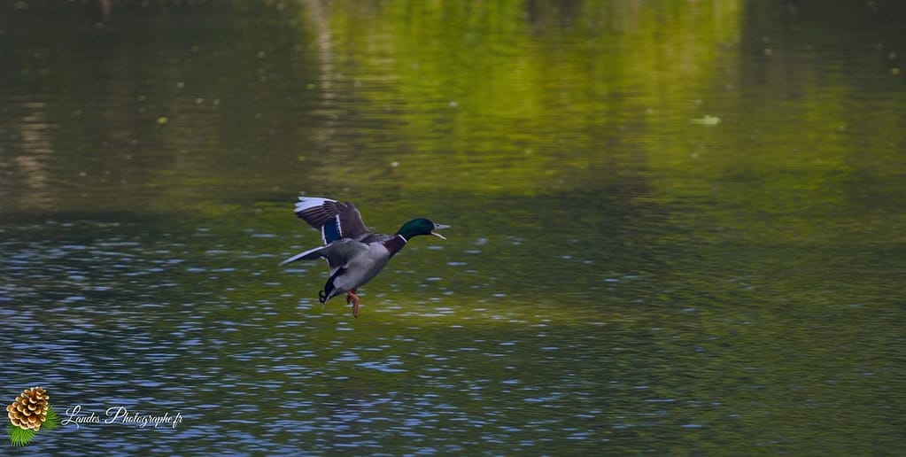 🦢 Plumes et Palmes : Voyage au Cœur de la Famille des Palmipèdes canard colvert