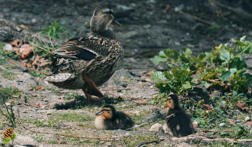 🦢 Plumes et Palmes : Voyage au Cœur de la Famille des Palmipèdes canard colvert