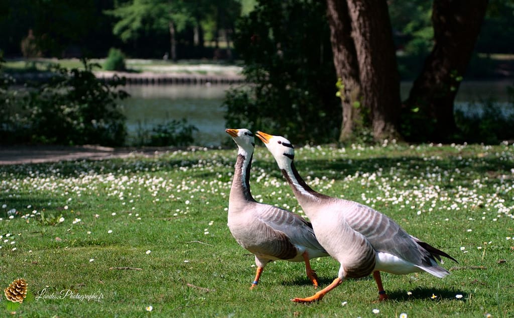 🦢 Plumes et Palmes : Voyage au Cœur de la Famille des Palmipèdes oie bernache