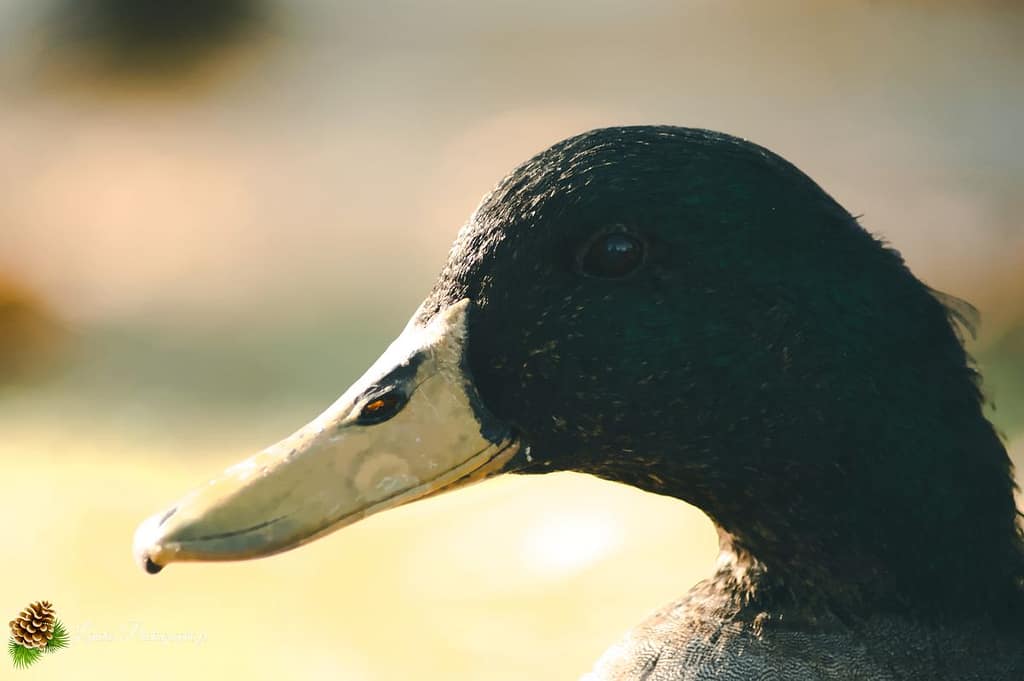 🦢 Plumes et Palmes : Voyage au Cœur de la Famille des Palmipèdes canard colvert