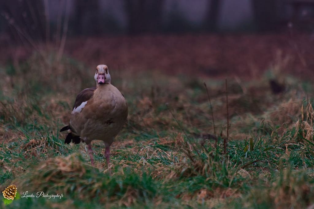 🦢 Plumes et Palmes : Voyage au Cœur de la Famille des Palmipèdes Dendrocygne à Bec Rouge