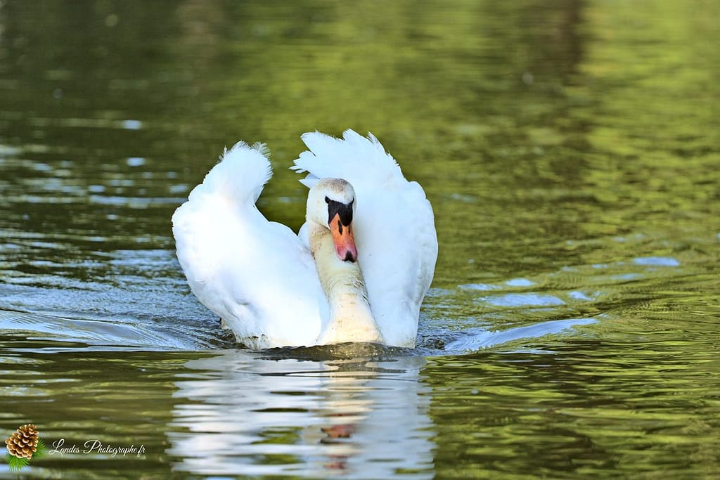 🦢 Plumes et Palmes : Voyage au Cœur de la Famille des Palmipèdes cygne tuberculé