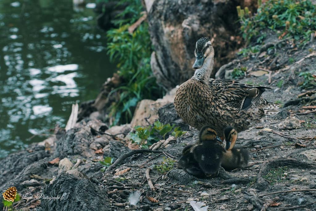 🦢 Plumes et Palmes : Voyage au Cœur de la Famille des Palmipèdes canard colvert
