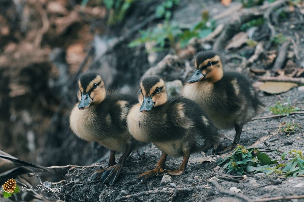 🦢 Plumes et Palmes : Voyage au Cœur de la Famille des Palmipèdes canard colvert