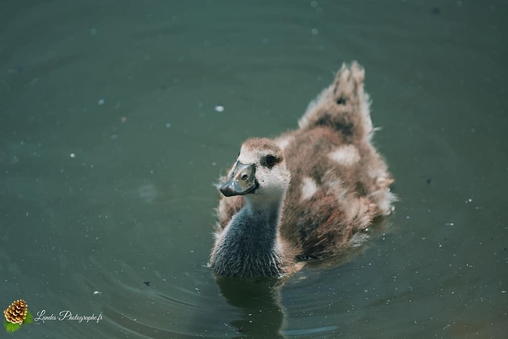 🦢 Plumes et Palmes : Voyage au Cœur de la Famille des Palmipèdes cygne tuberculé