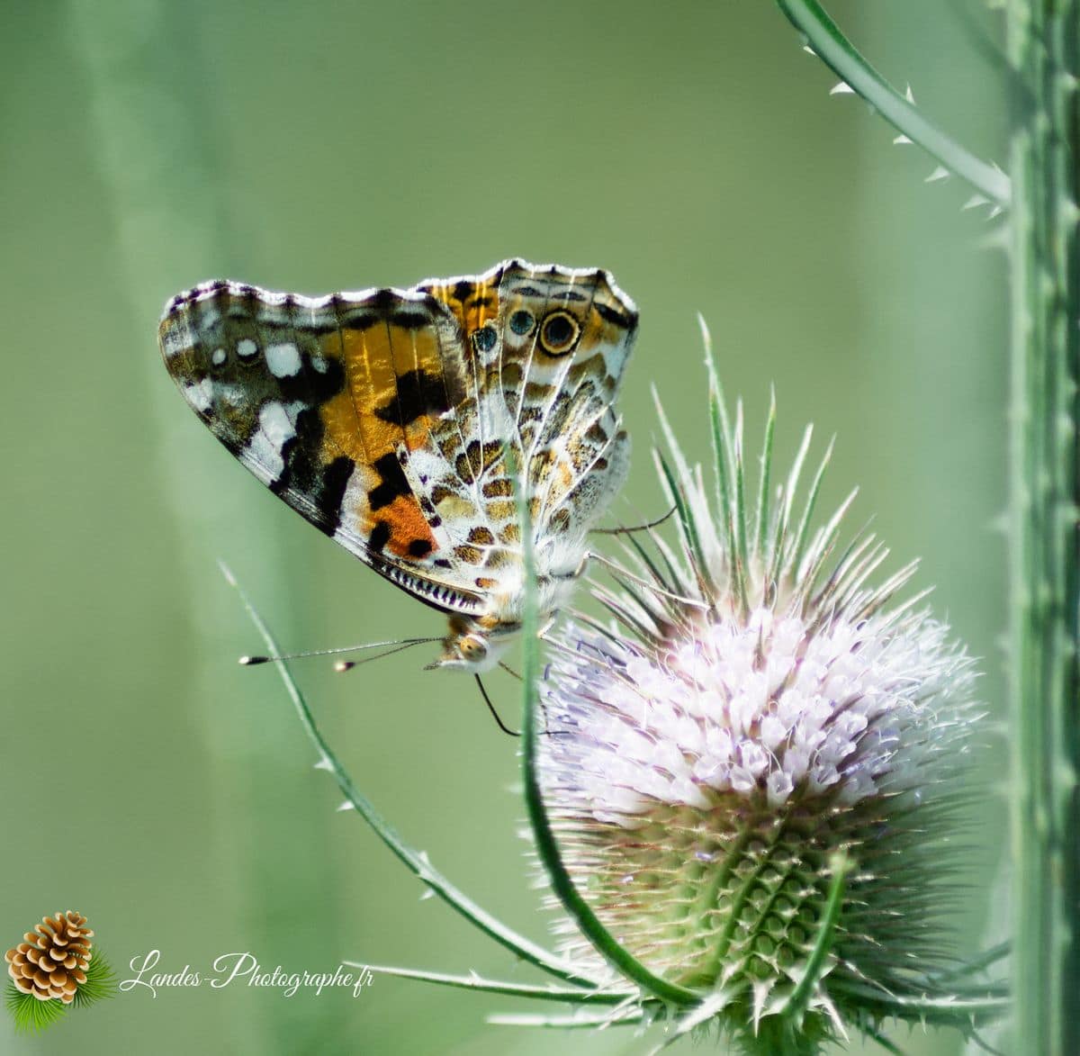 🐞 Microcosmos Belle-Dame