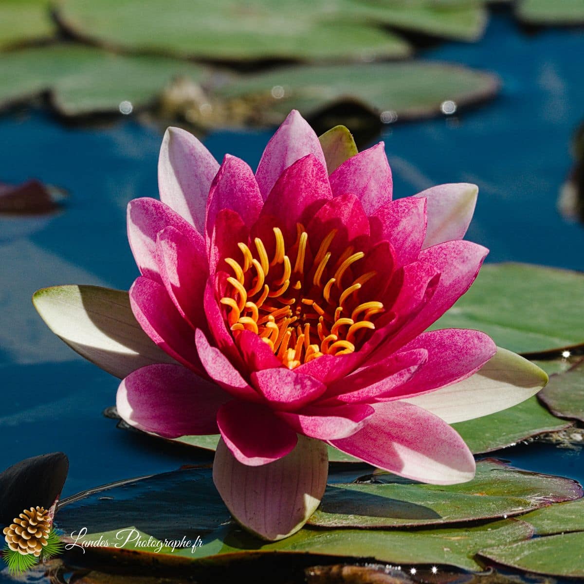 💐 Fleurs Fleur de nénuphar