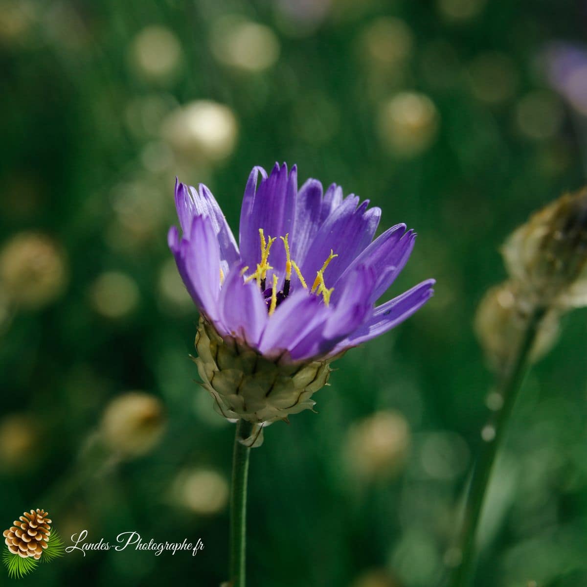 💐 Fleurs Fleur de chardon
