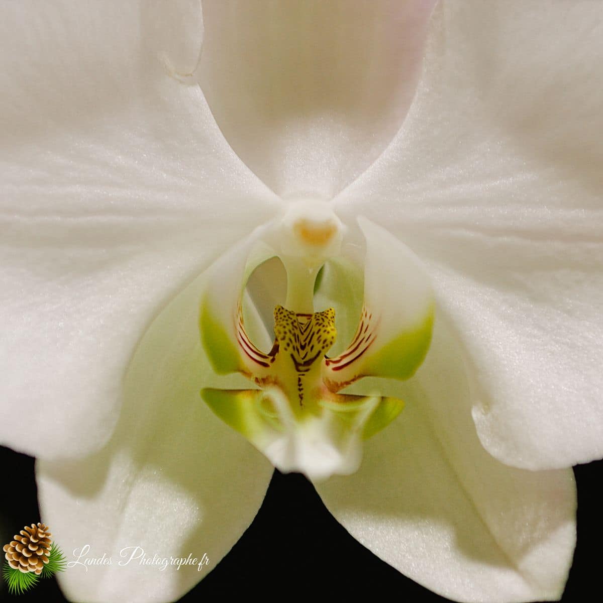 💐 Fleurs Orchidée