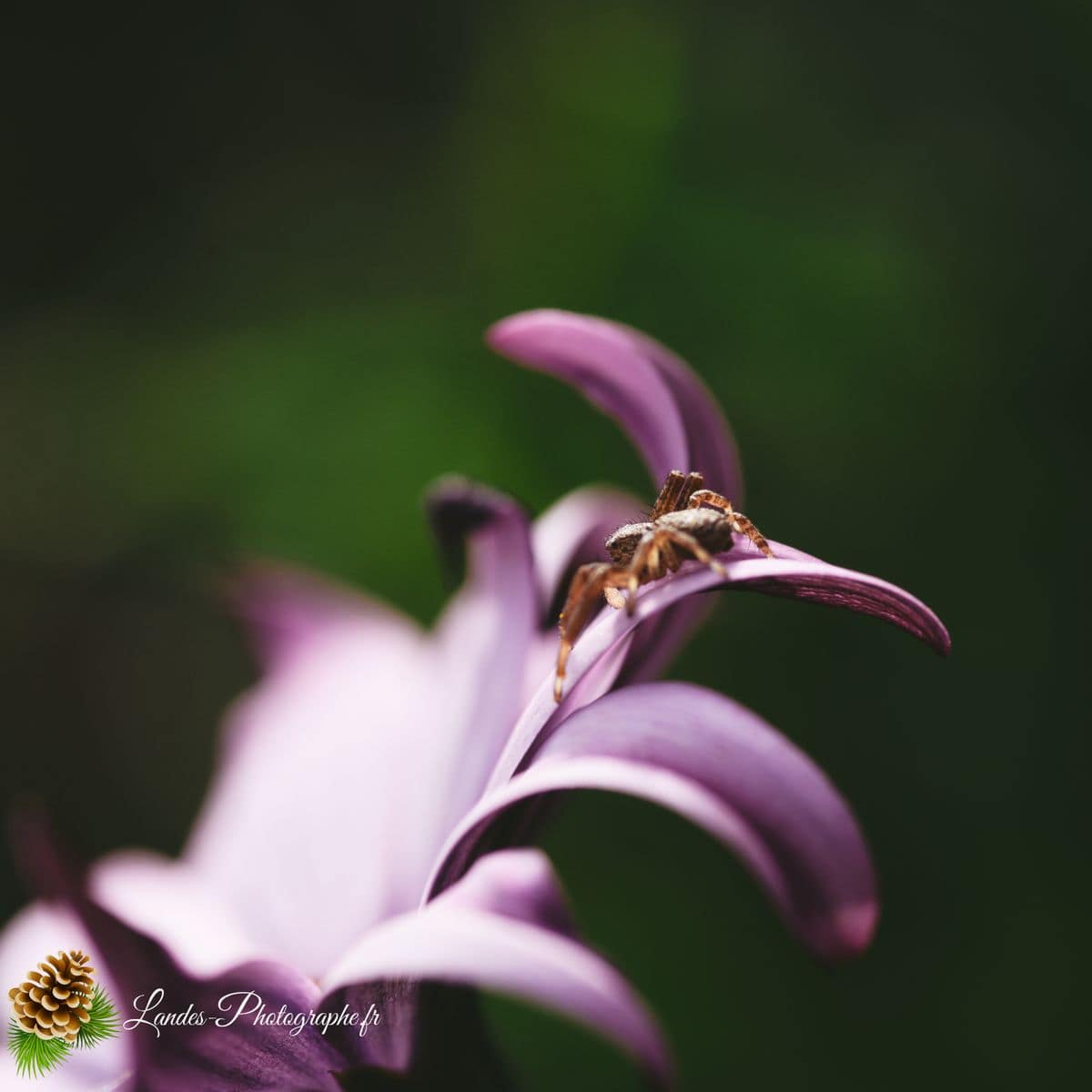 🐞 Microcosmos araignée crabe