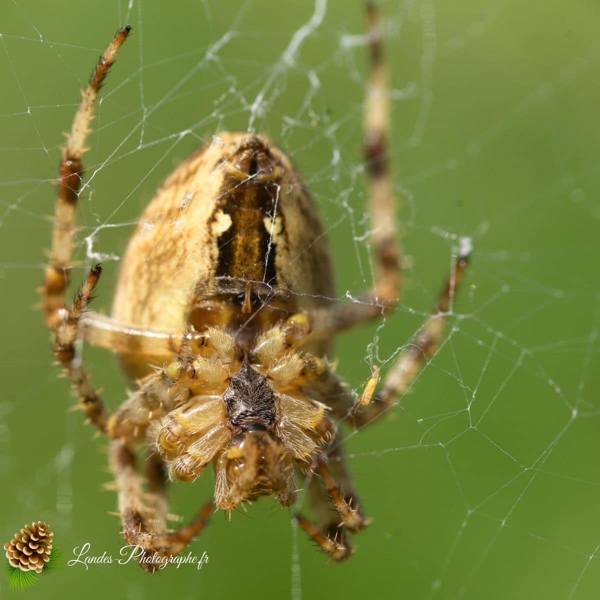 🐞 Microcosmos Épeire diadème