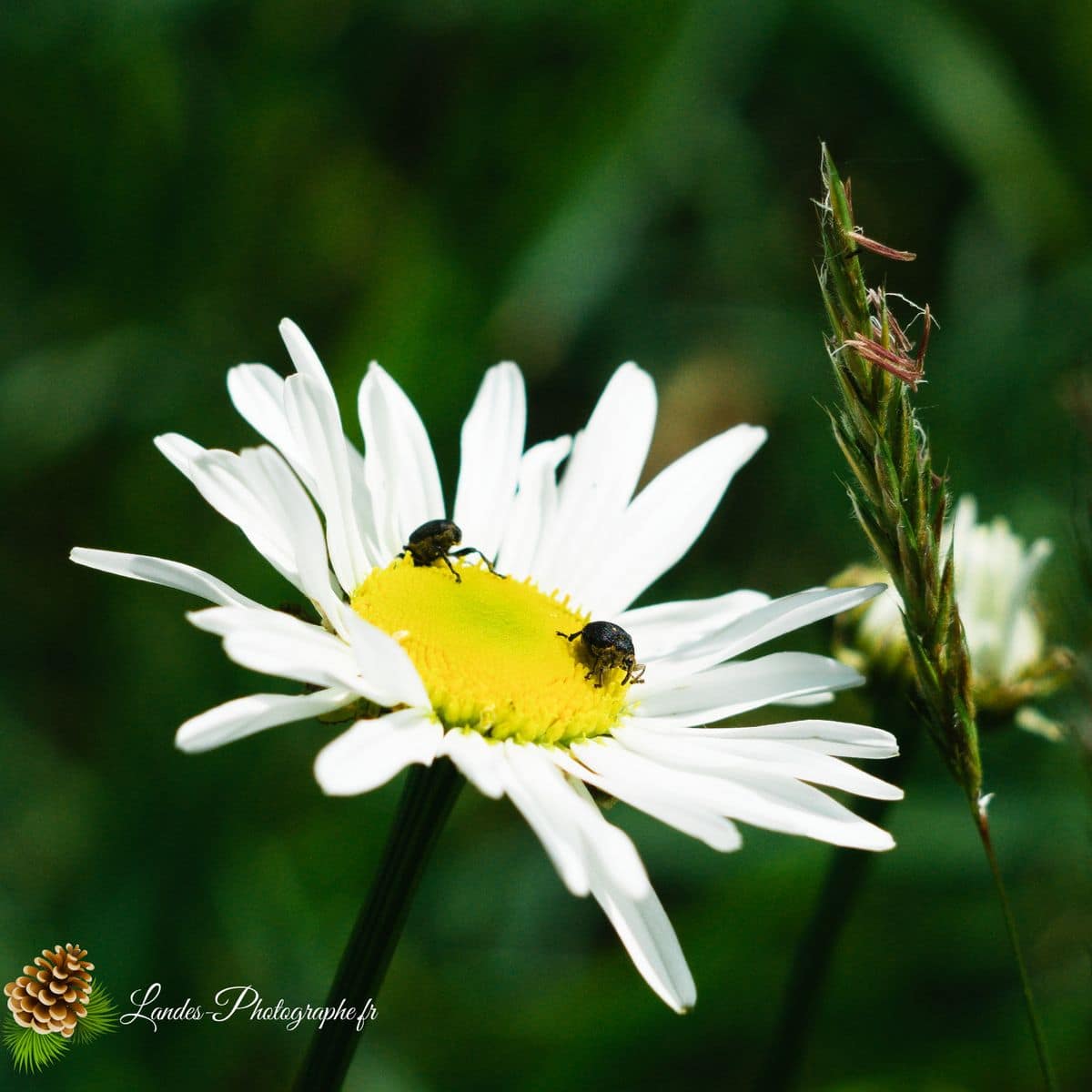 🐞 Microcosmos Ceutorhynchus pallidactylus