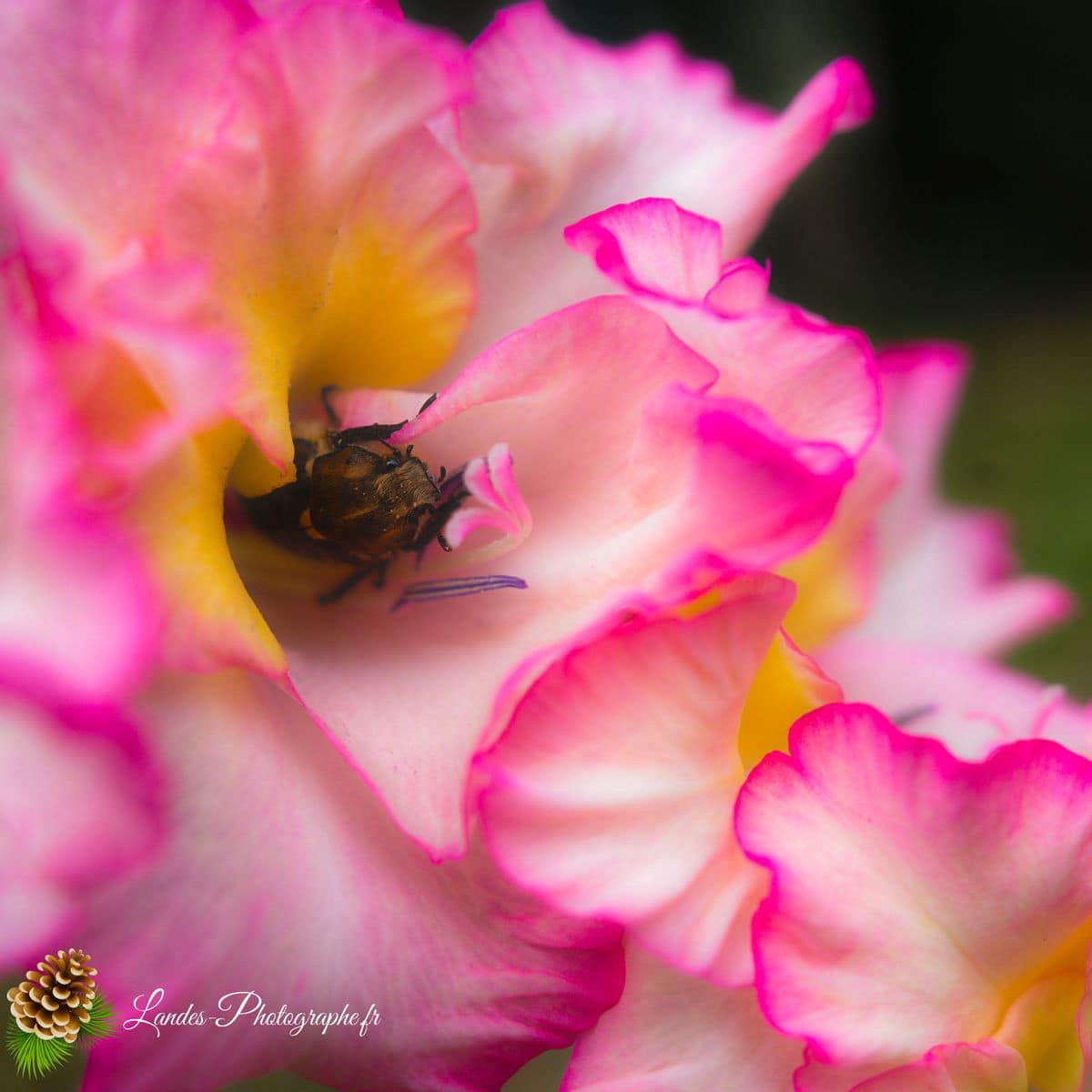 🐞 Microcosmos Cétoine velue