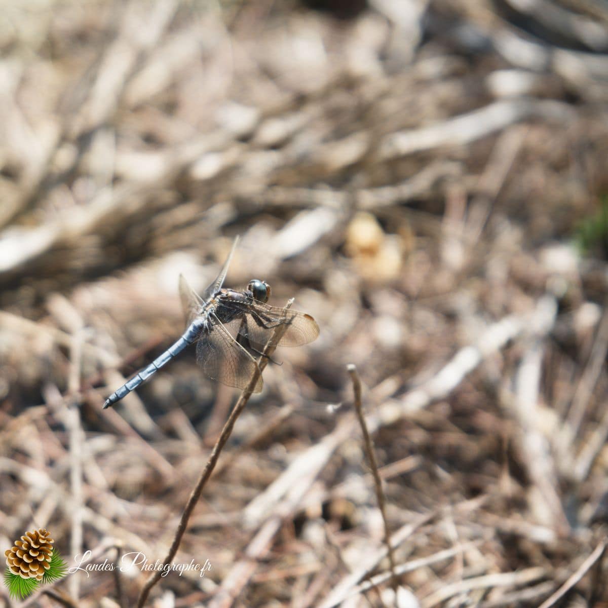 🐞 Microcosmos anisoptera