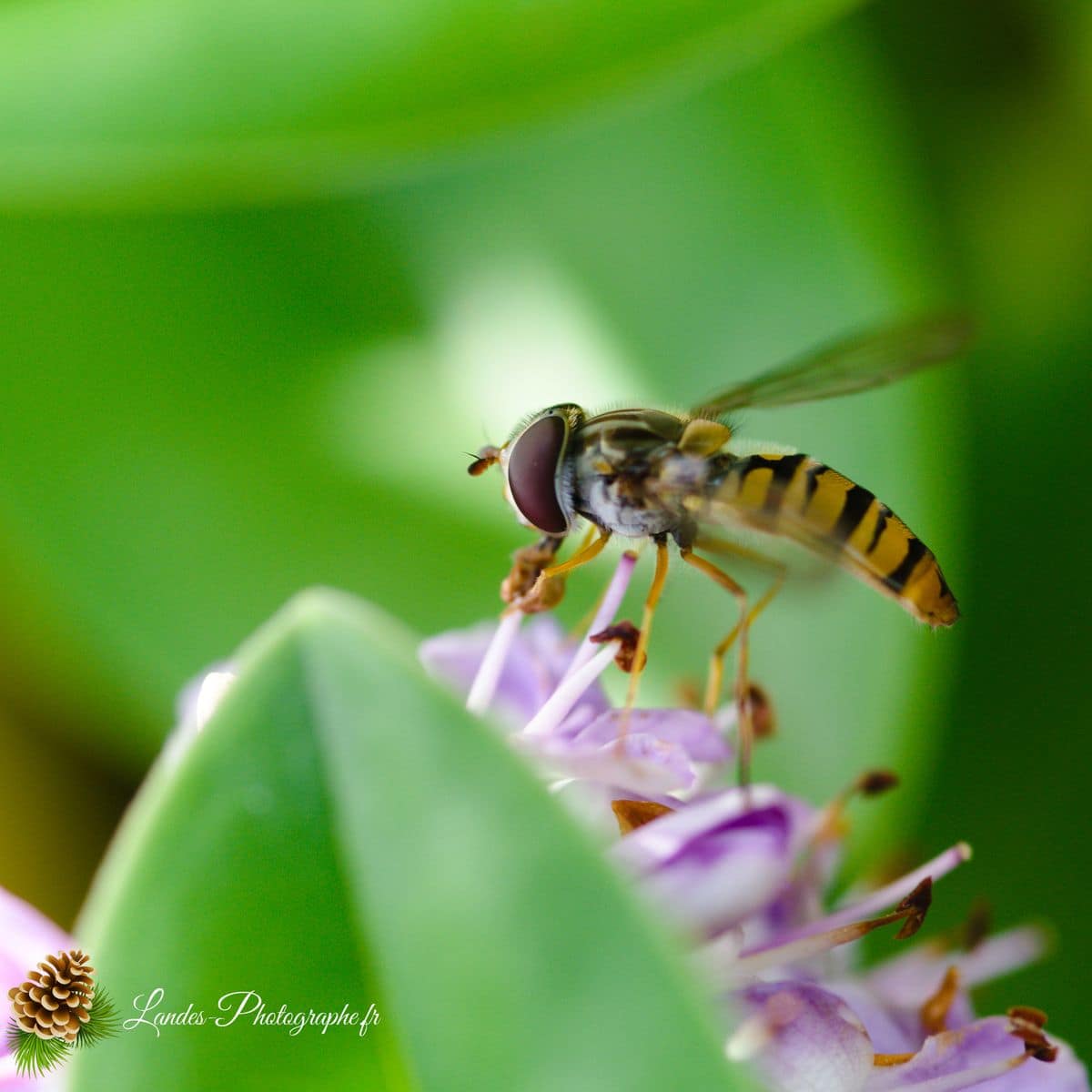 🐞 Microcosmos syrphe ceinturé