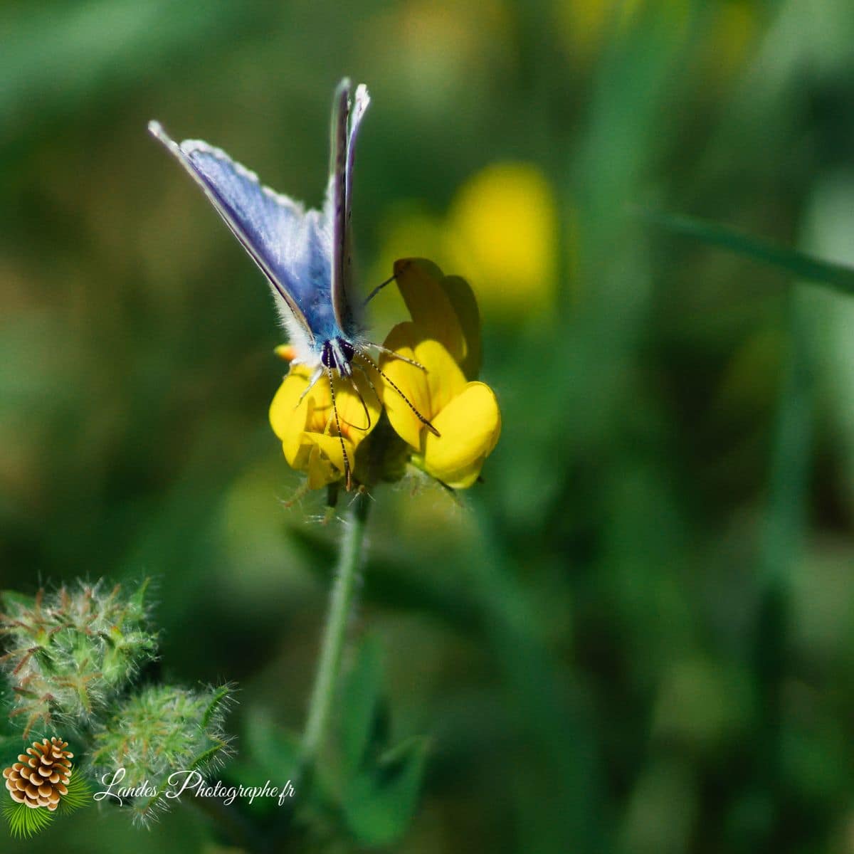 🐞 Microcosmos azuré du genêt