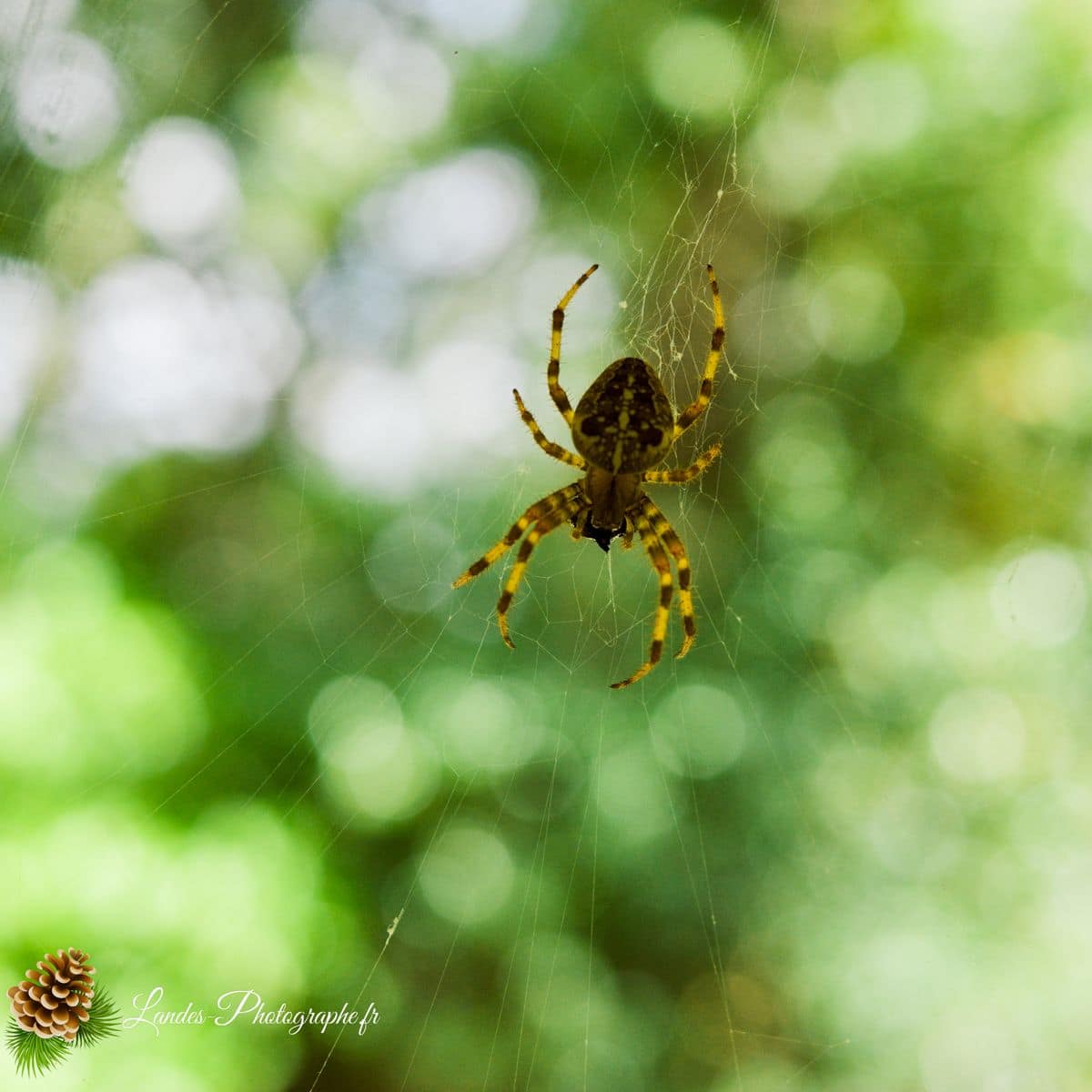 🐞 Microcosmos Epeire diademe