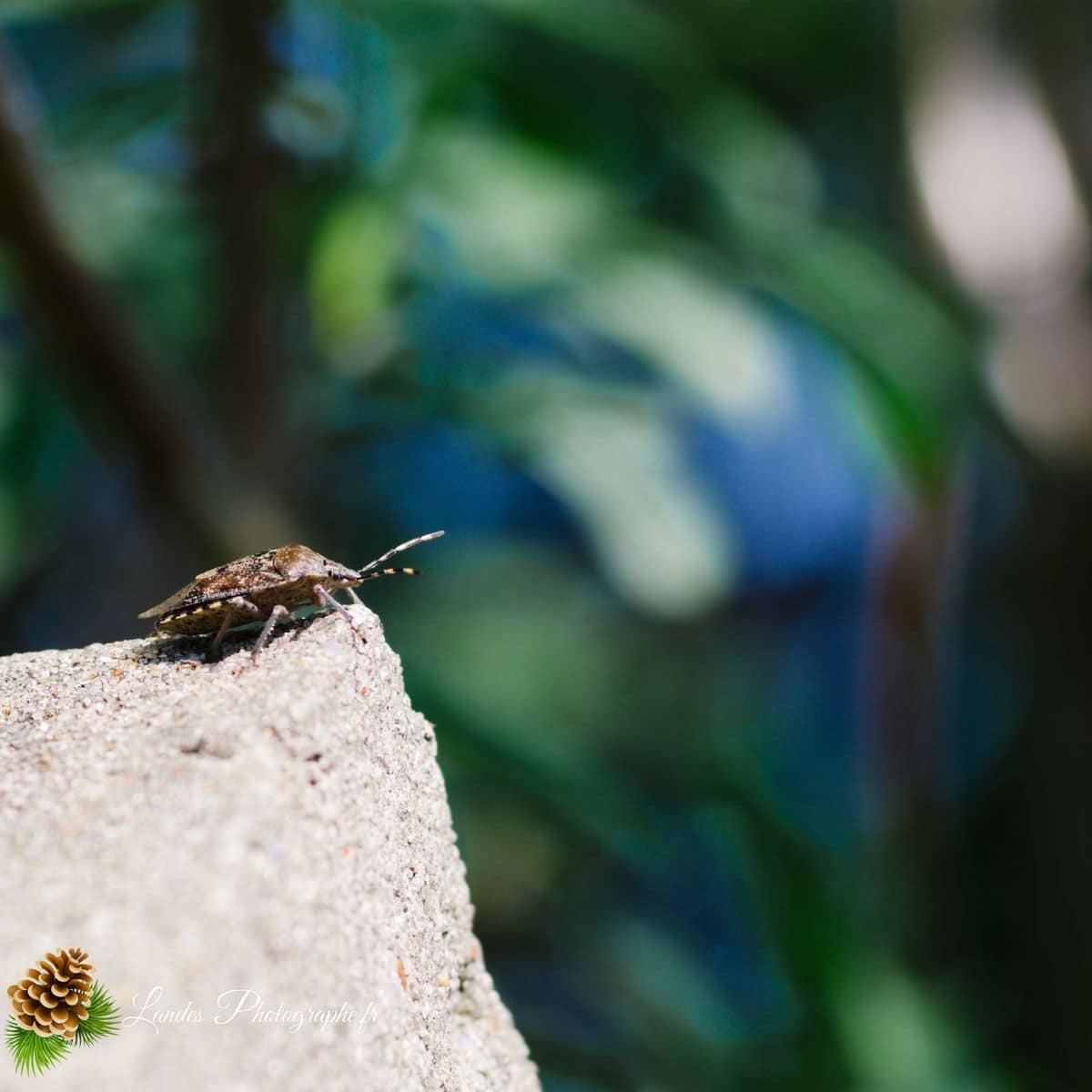 🐞 Microcosmos Punaise nébuleuse