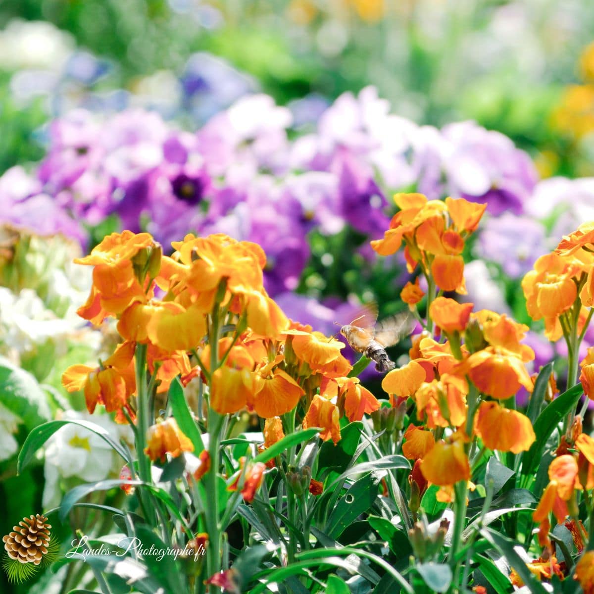 🐞 Microcosmos Moro-Sphinx