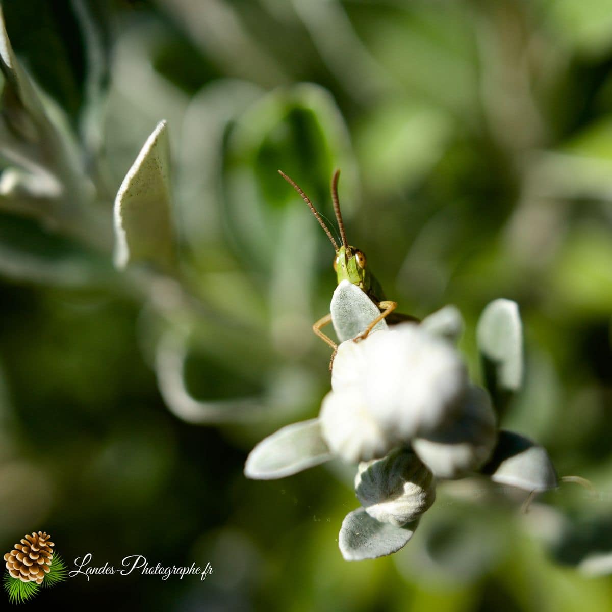 🐞 Microcosmos grande sauterelle verte