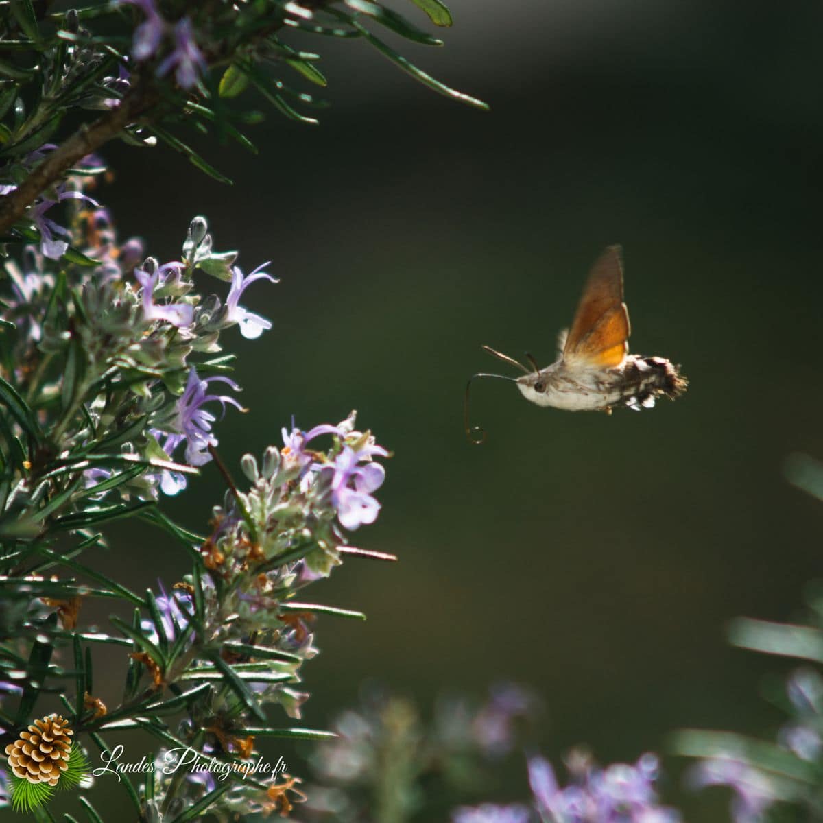 🐞 Microcosmos Moro-Sphinx