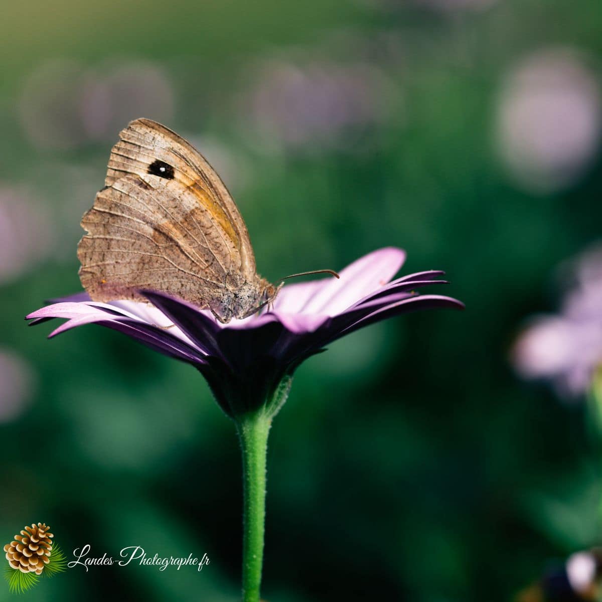 🐞 Microcosmos bronzé