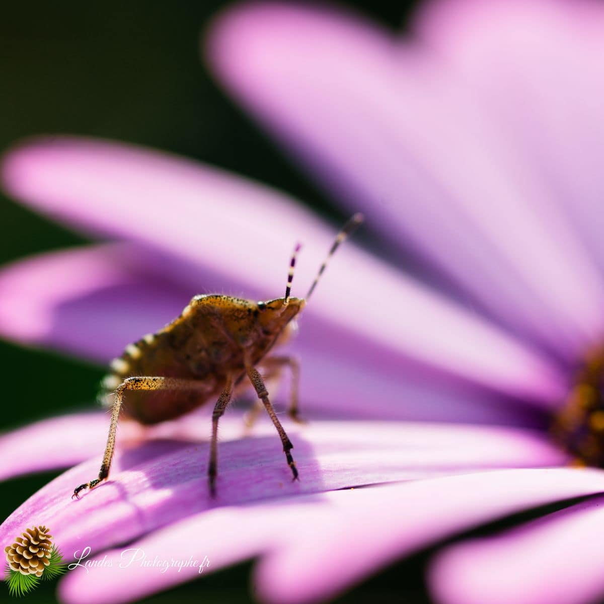 🐞 Microcosmos Punaise grise