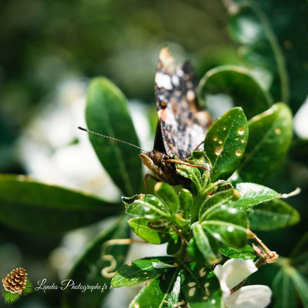 🐞 Microcosmos vulcain