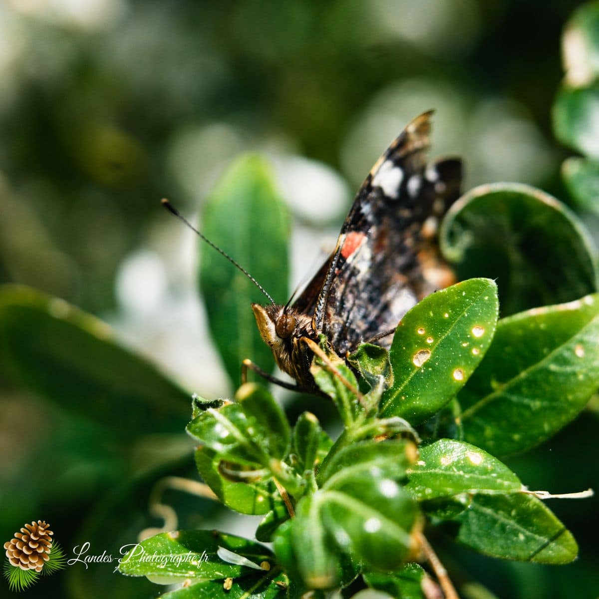 🐞 Microcosmos vulcain