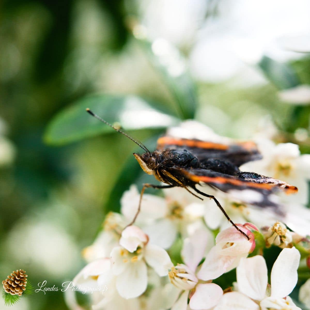 🐞 Microcosmos vulcain