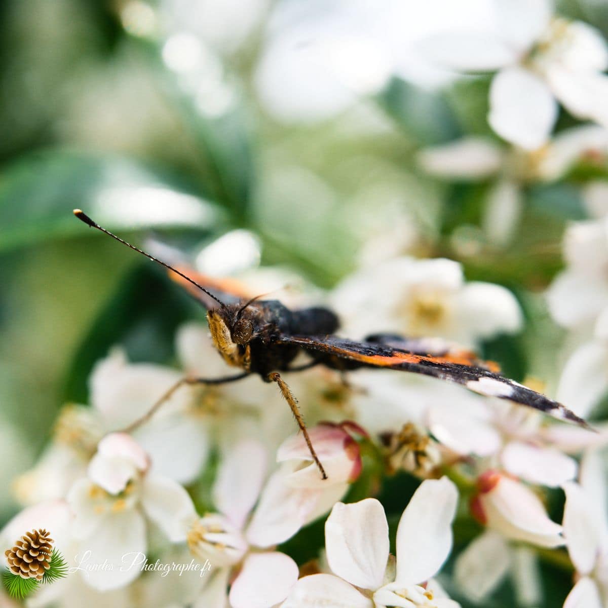 🐞 Microcosmos vulcain