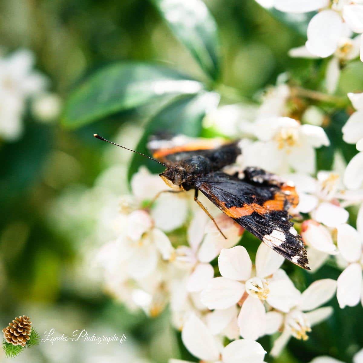 🐞 Microcosmos vulcain