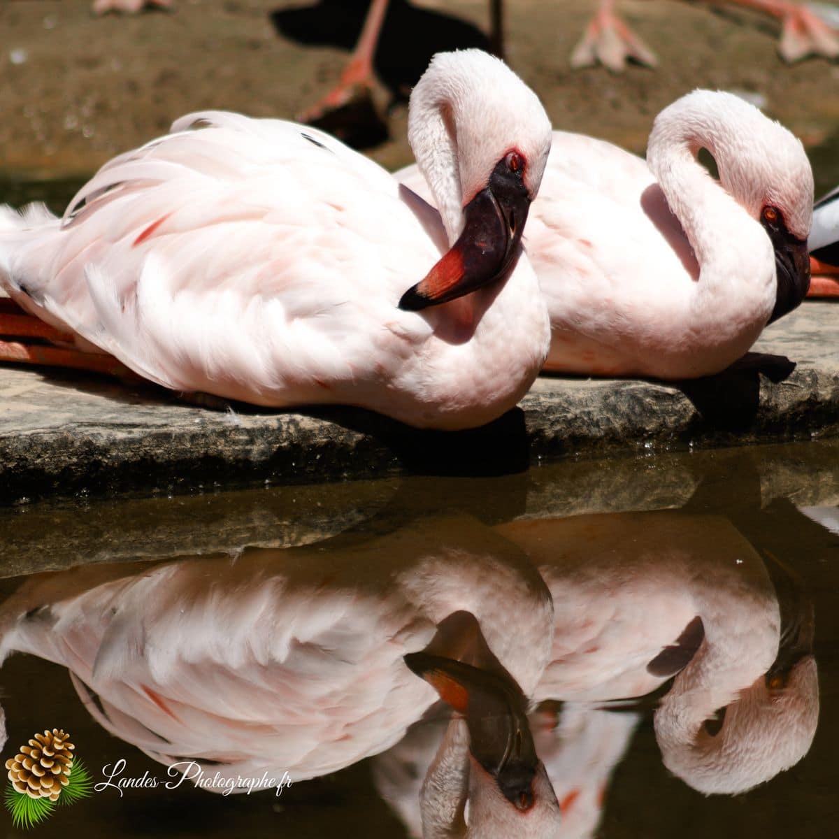 🦁 Voyage au Zoo de Labenne-Océan : Faune et Architecture Flamant du Chili