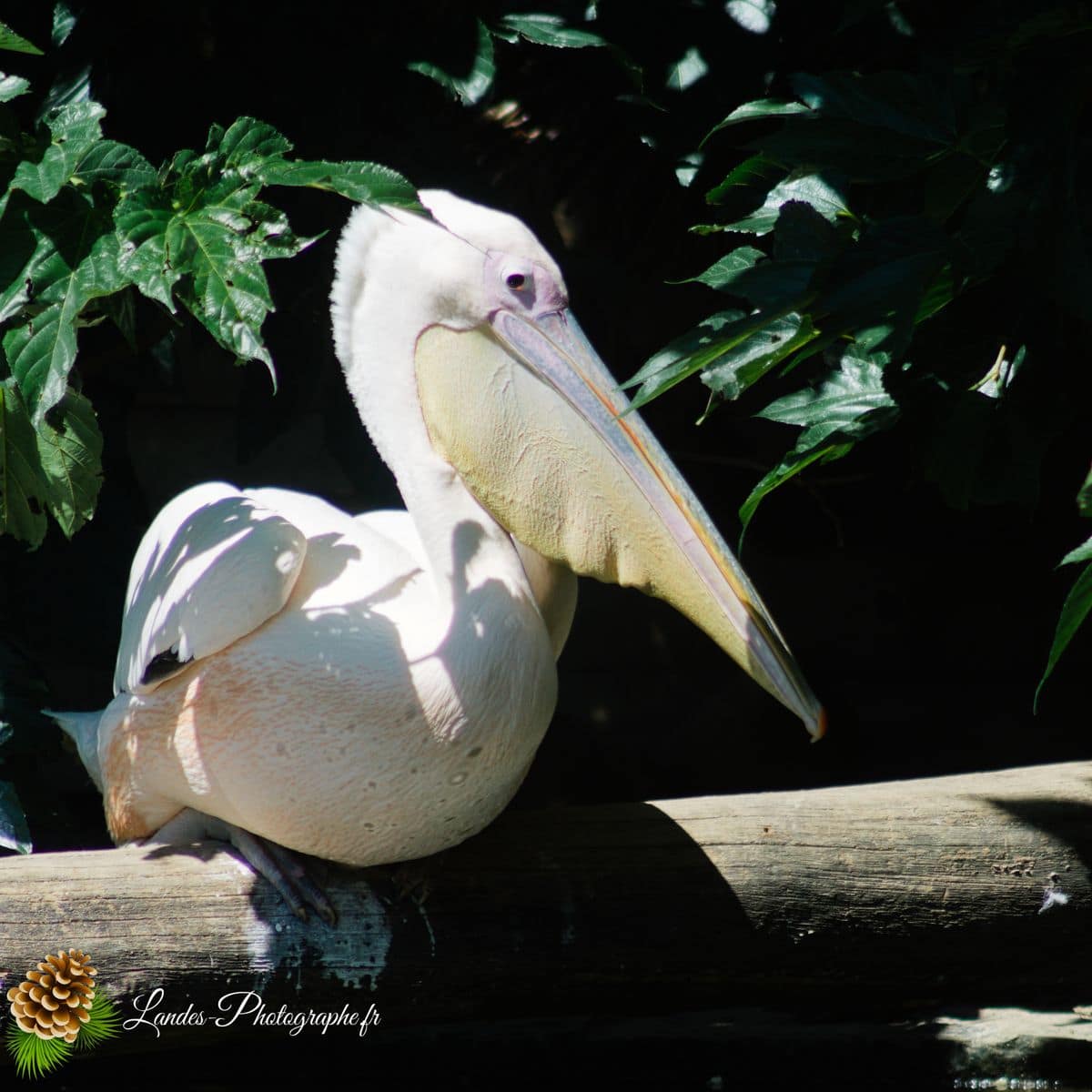 🦁 Voyage au Zoo de Labenne-Océan : Faune et Architecture pélican blanc