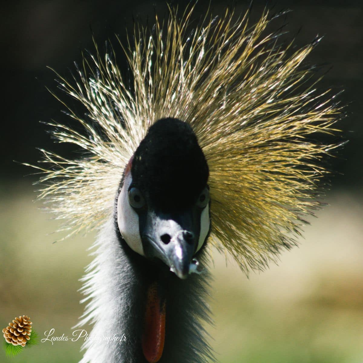 🦁 Voyage au Zoo de Labenne-Océan : Faune et Architecture grue couronnée noire