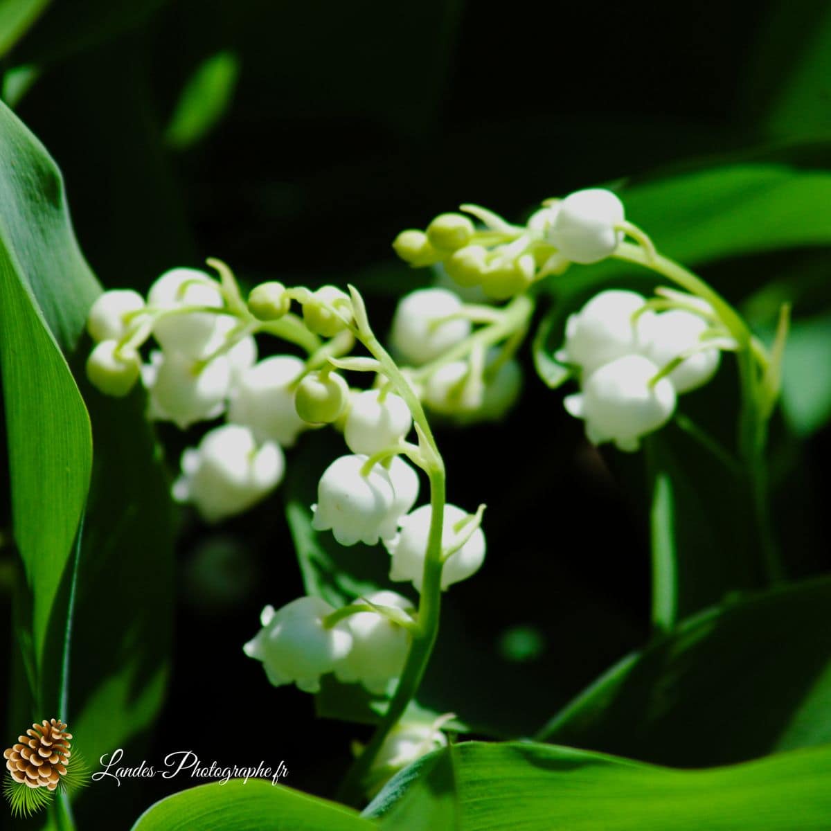 💐 Fleurs Muguet