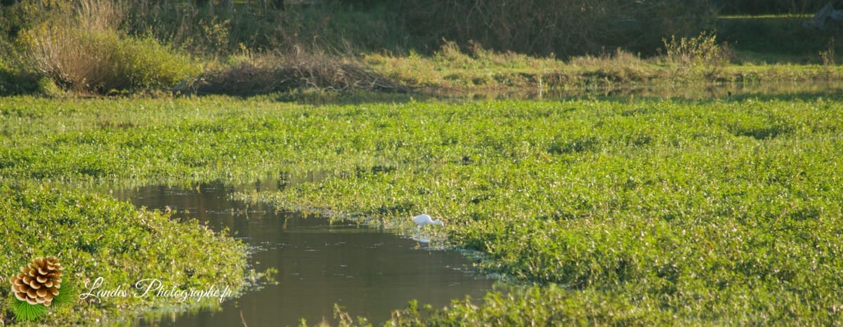 🦆 La Réserve Naturelle du Marais d'Orx : Le Trésor Humide du Sud des Landes Réserve Naturelle du Marais d