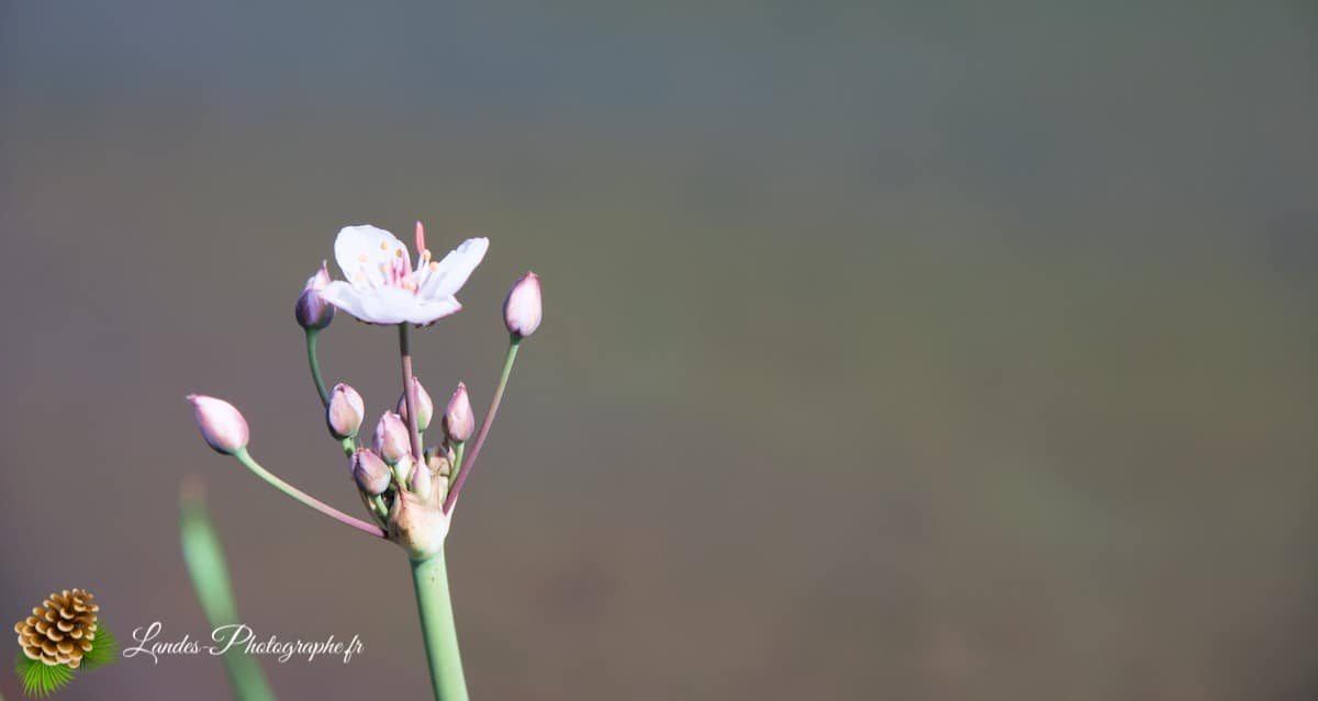 🏞️ le Belaïa (ou Aghidel) : Beauté Naturelle en Bachkirie Belaïa