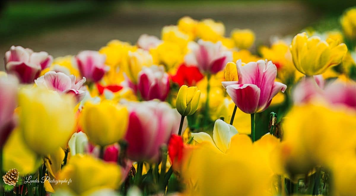 💐 Fleurs Tulipes