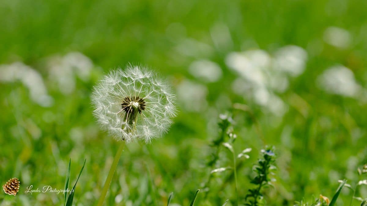 💐 Fleurs Fleur de pissenlit