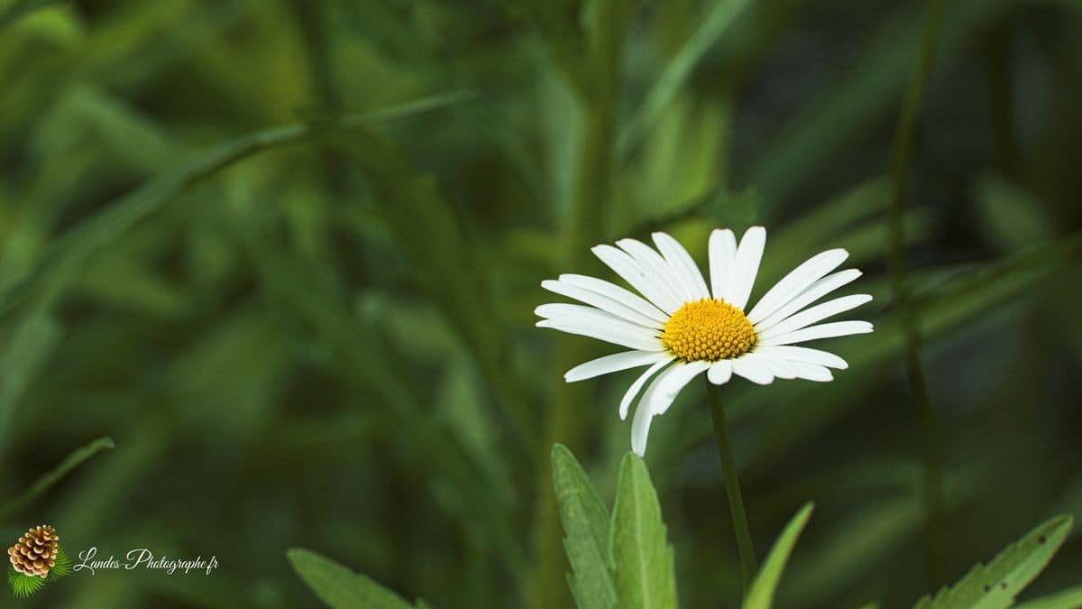 💐 Fleurs Marguerite