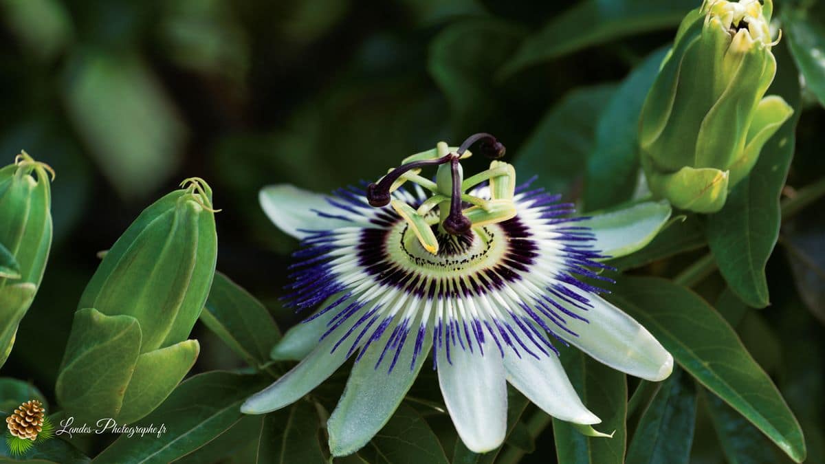 💐 Fleurs Passiflore