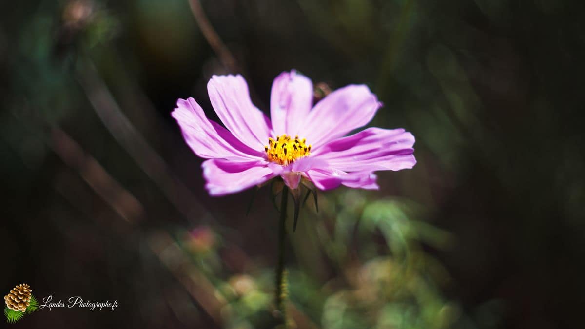 💐 Fleurs Cosmos