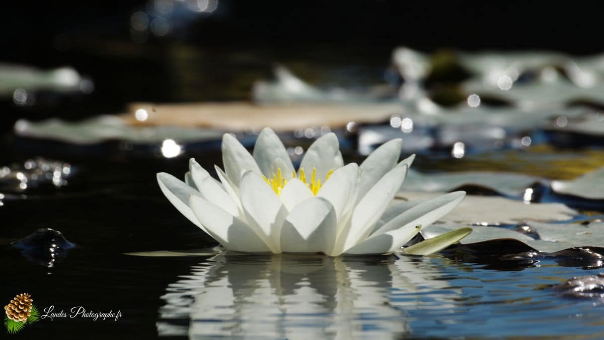 💐 Fleurs Fleur de Lotus