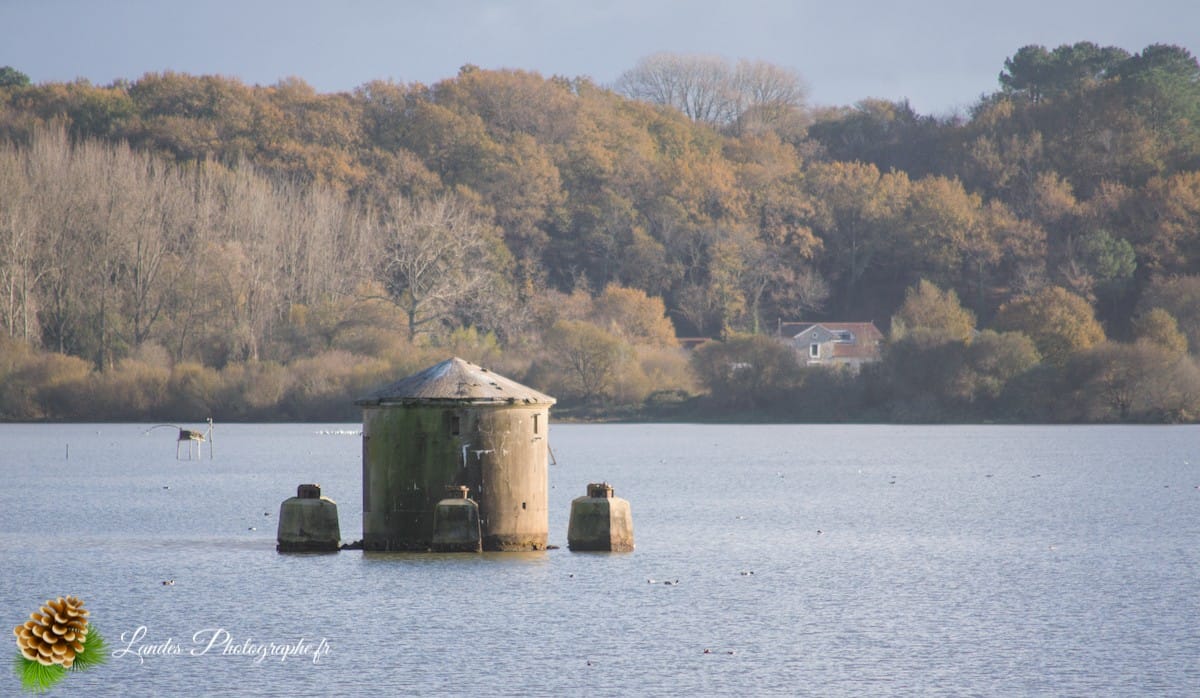 🦆 La Réserve Naturelle du Marais d'Orx : Le Trésor Humide du Sud des Landes Réserve Naturelle du Marais d