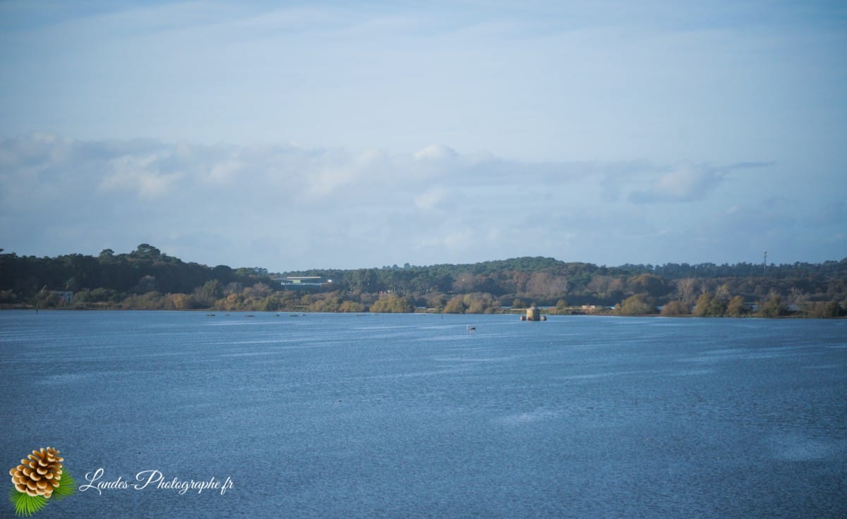 🦆 La Réserve Naturelle du Marais d'Orx : Le Trésor Humide du Sud des Landes Réserve Naturelle du Marais d