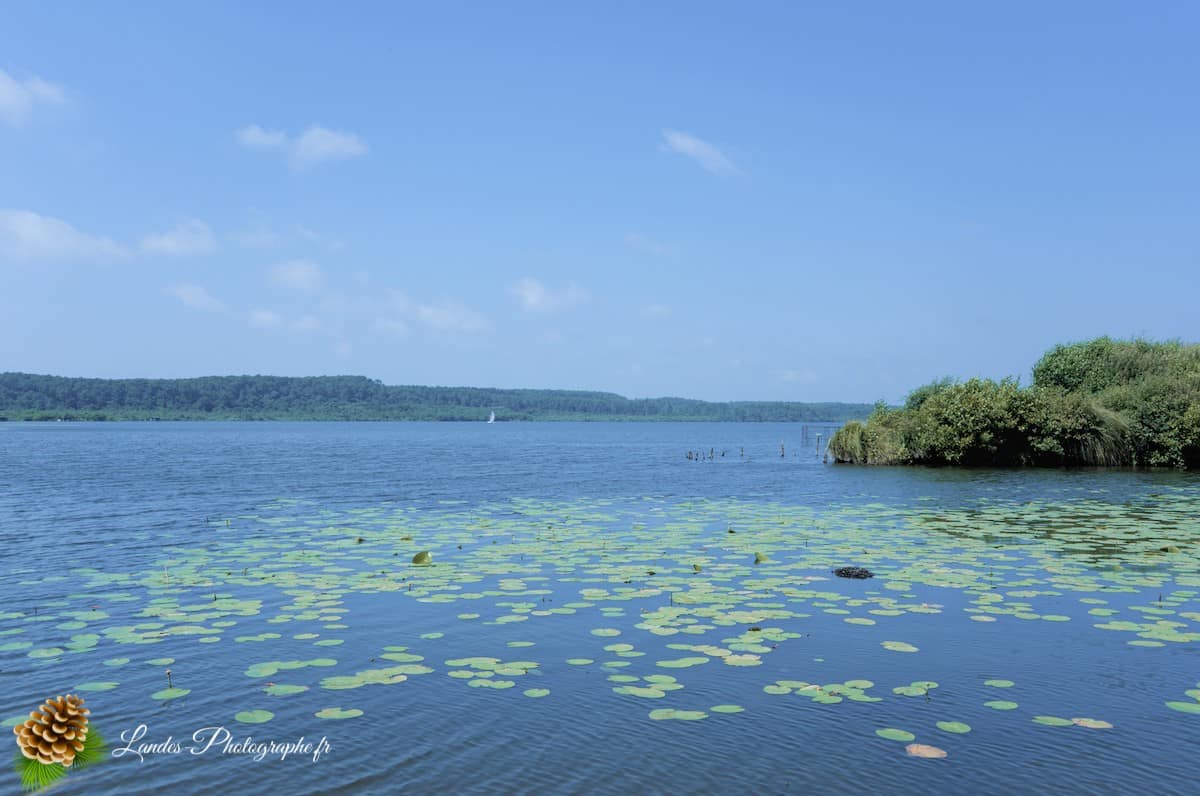 🏞️ Évasion Nature : Le Courant d'Huchet Courant d
