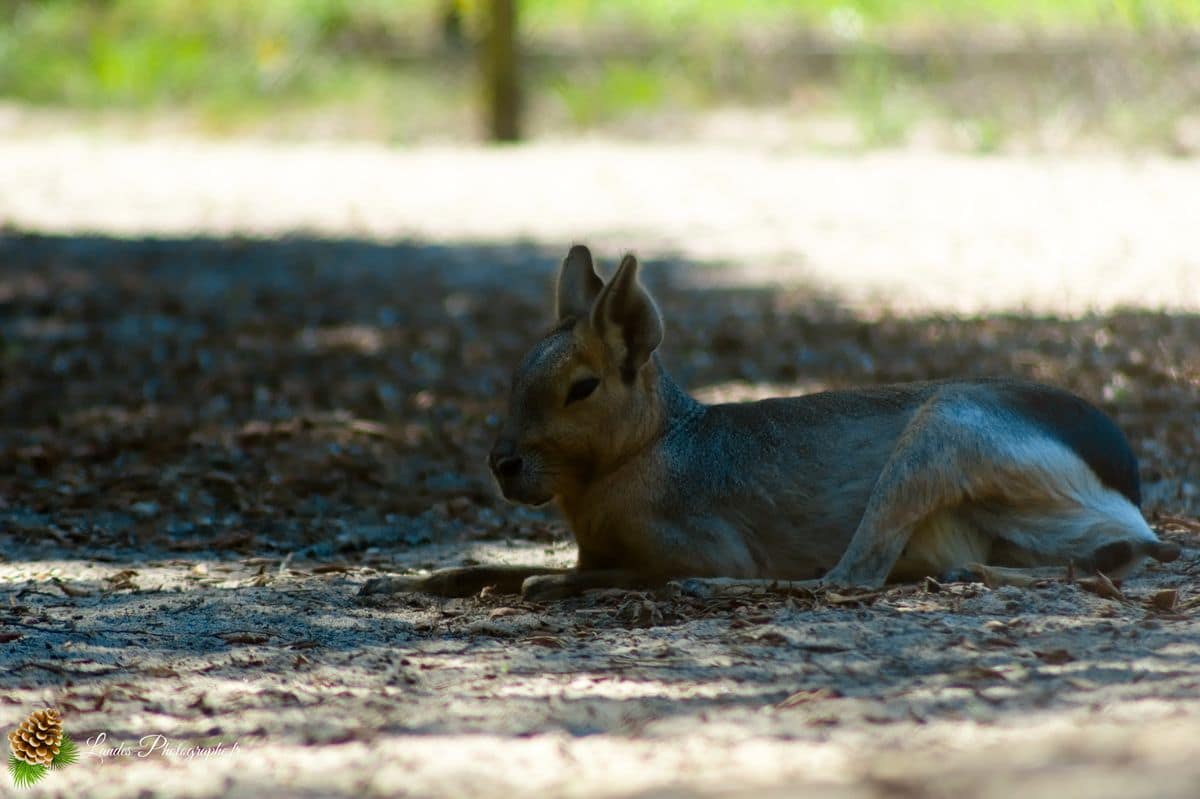 🦁 Voyage au Zoo de Labenne-Océan : Faune et Architecture wallaby de benett