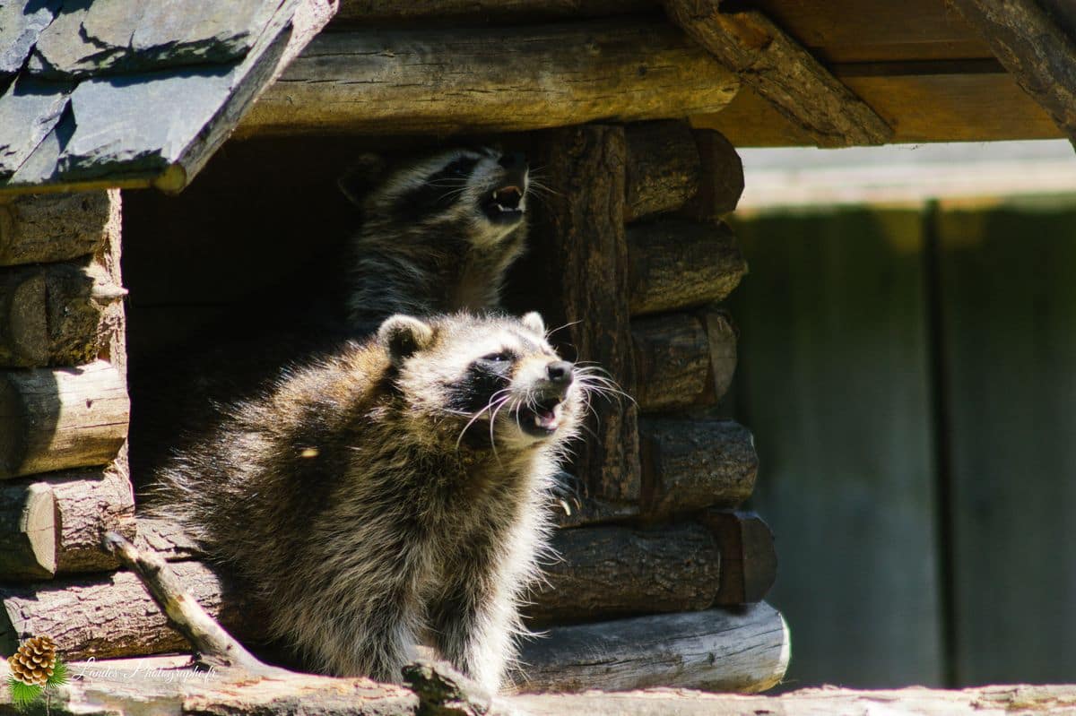 🦁 Voyage au Zoo de Labenne-Océan : Faune et Architecture raton laveur